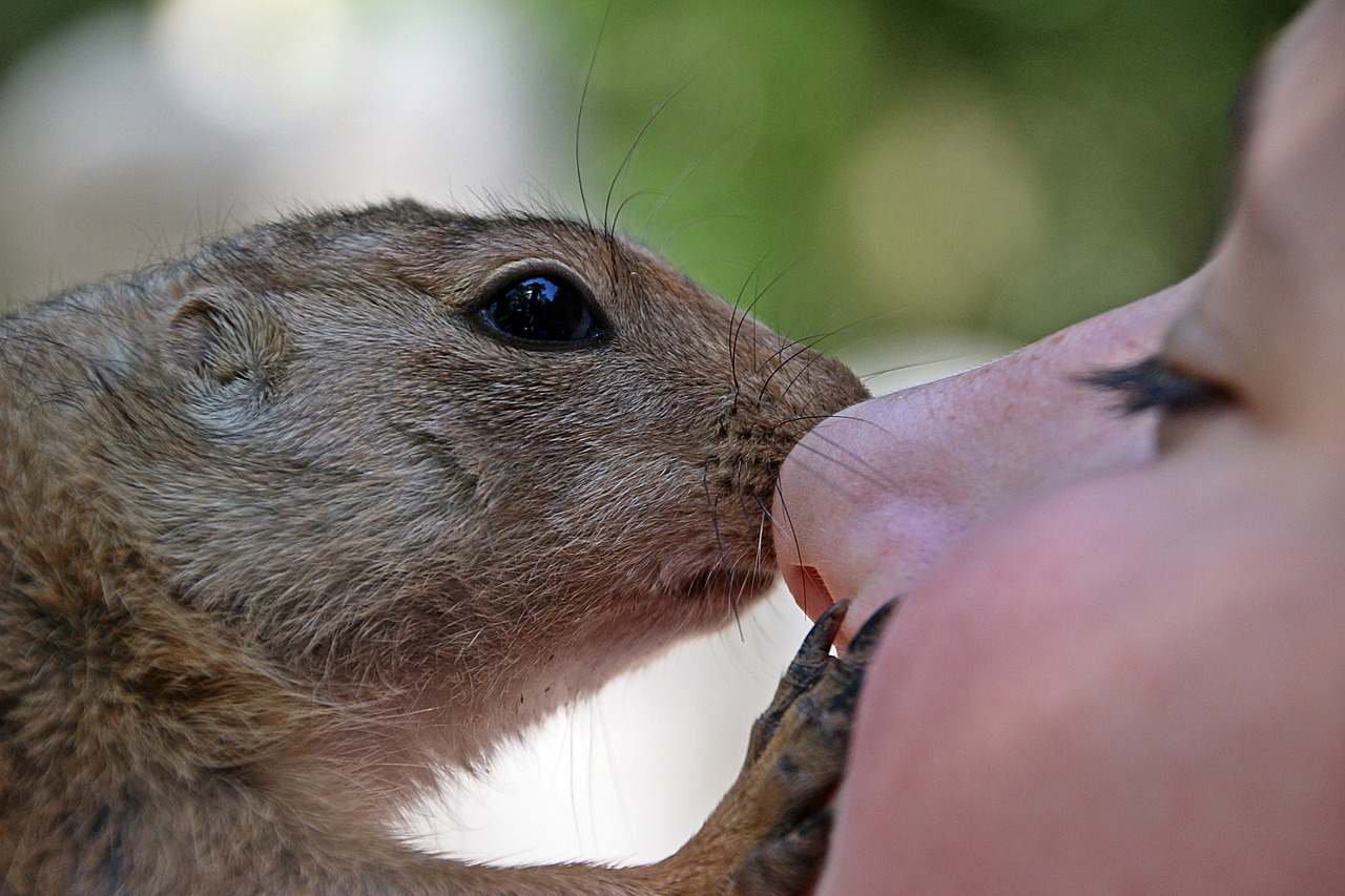 african bush squirrel, paraxerus, african croissant